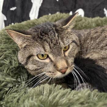 Timmy -  Domestic Short Hair Cat for Adoption in Riverwoods, Illinois - Timmy | PetCurious