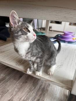 Veruca -  Domestic Short Hair Cat for Adoption in Greensburg, Pennsylvania - Veruca | PetCurious