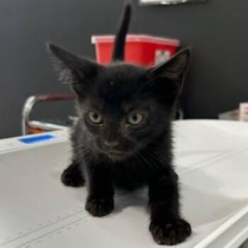 Jaakko -  American Shorthair Cat for Adoption in Livingston, Texas - Jaakko | PetCurious