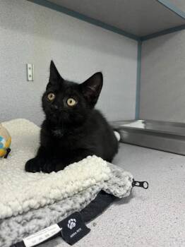 Domestic Short Hair Cats Available for Adoption in Montgomery, New Jersey - Brownie | PetCurious
