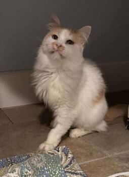 Rescue Domestic Long Hair Cats for Adoption in Warr Acres, Oklahoma - Dilly | PetCurious