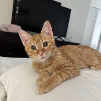 Gas Station -  Domestic Short Hair Cat for Adoption in South Elgin, Illinois - Gas Station | PetCurious