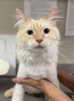 Casper -  Domestic Medium Hair Cat for Adoption in Bemidji, Minnesota - Casper | PetCurious