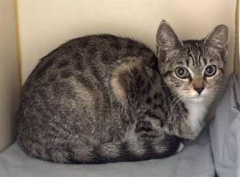 STOMPY -  Domestic Short Hair Cat for Adoption in Dedham, Massachusetts - STOMPY | PetCurious