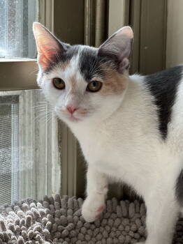 Rescue Domestic Short Hair Cats for Adoption in Newtown Square, Pennsylvania - LG | PetCurious