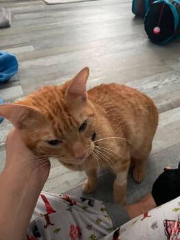 Cheetos -  Domestic Short Hair Cat for Adoption in St. Cloud, Florida - Cheetos | PetCurious