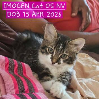 Imogen Cat OS NV -  Domestic Short Hair Cat for Adoption in Las Vegas, Nevada - Imogen Cat OS NV | PetCurious
