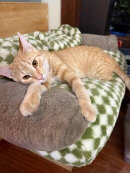 Domestic Short Hair Cats Available for Adoption in Pickering, Ontario - Citron | PetCurious