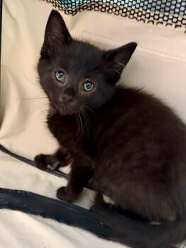 Zoom -  Domestic Short Hair Cat for Adoption in Georgetown, Kentucky - Zoom | PetCurious