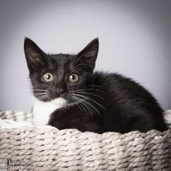 Smoke -  Domestic Short Hair Cat for Adoption in Maryville, Tennessee - Smoke | PetCurious