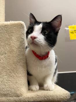 Pop -  Domestic Short Hair Cat for Adoption in Burnaby, British Columbia - Pop | PetCurious