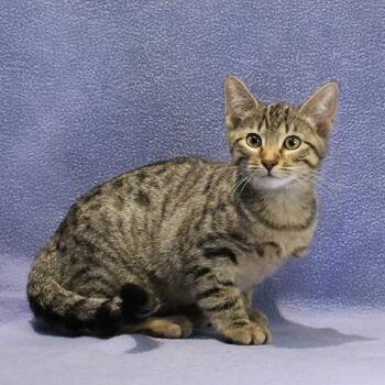 Theo -  Domestic Short Hair Cat for Adoption in Overland Park, Kansas - Theo | PetCurious