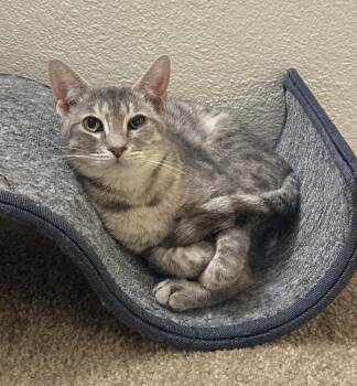 Domestic Short Hair Cats Available for Adoption - Phoebe 4 | PetCurious