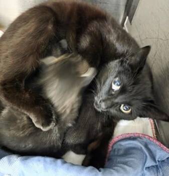 Carrot -  Domestic Short Hair Cat for Adoption in Simcoe, Ontario - Carrot | PetCurious