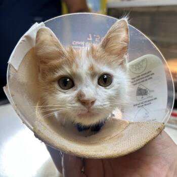 Bruschetta -  Domestic Short Hair Cat for Adoption in Nashville, Tennessee - Bruschetta | PetCurious