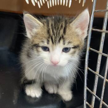 Rescue Domestic Short Hair Cats for Adoption in Galveston, Texas - Incubus | PetCurious