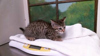 A2098409 -  Domestic Short Hair Cat for Adoption in Houston, Texas - A2098409 | PetCurious