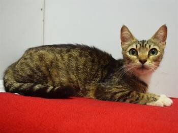 KENZIE -  Domestic Short Hair Cat for Adoption in Sacramento, California - KENZIE | PetCurious