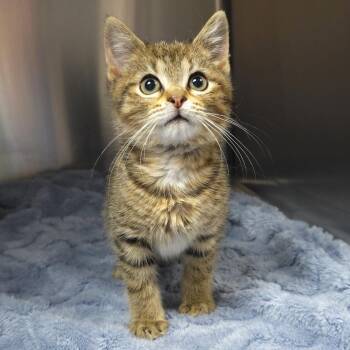 DC -  Domestic Short Hair Cat for Adoption in Michigan City, Indiana - DC | PetCurious