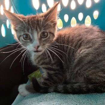 Earl - Chow Hound Northland -  Domestic Short Hair Cat for Adoption in Grand Rapids, Michigan - Earl - Chow Hound Northland | PetCurious