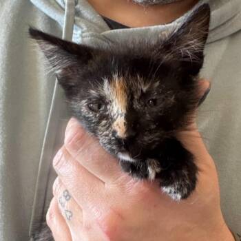 Cee Cee -  Tortoiseshell Cat for Adoption in Tehachapi, California - Cee Cee | PetCurious
