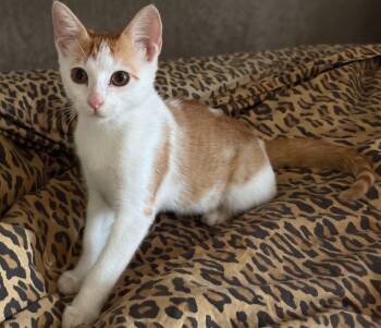 Ed Furan -  Domestic Short Hair Cat for Adoption in Allen, Texas - Ed Furan | PetCurious