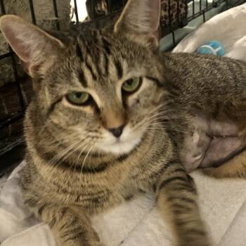 Rescue Tabby and Domestic Short Hair Cats for Adoption in Knoxville, Tennessee - Bossy | PetCurious