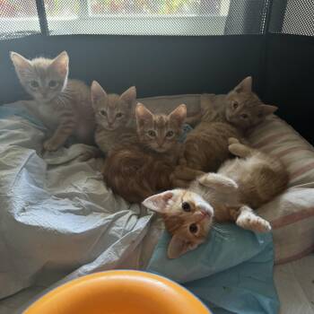 Orange Julius Kitty Klan -  Domestic Short Hair Cat for Adoption in Palmetto Bay, Florida - Orange Julius Kitty Klan | PetCurious