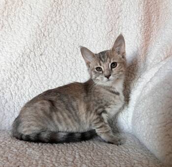 Rescue Domestic Short Hair Cats for Adoption in Rochester, Indiana - Maple | PetCurious