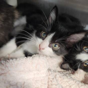 Snoot -  Domestic Short Hair Cat for Adoption in Fort Wayne, Indiana - Snoot | PetCurious