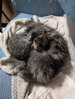 Rescue Domestic Medium Hair and Maine Coon Cats for Adoption in Cleburne, Texas - Rizzoli | PetCurious