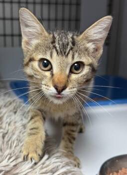 Tai Lung -  Domestic Short Hair Cat for Adoption in Park Row, Texas - Tai Lung | PetCurious