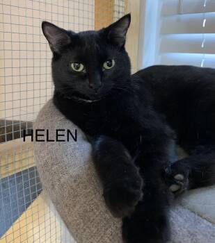 Rescue Domestic Short Hair Cats for Adoption in Saint Charles, Missouri - Helen (of Troy) | PetCurious
