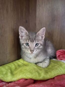 Domestic Short Hair Cats Available for Adoption in West Peoria, Illinois - Peanut H. | PetCurious