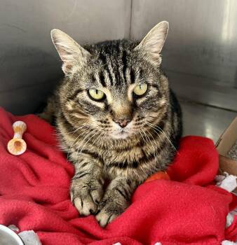 Domestic Short Hair Cats Available for Adoption - Del | PetCurious