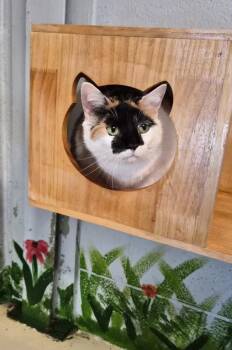 Domestic Short Hair Cats Available for Adoption in Conway, South Carolina - Keziah | PetCurious