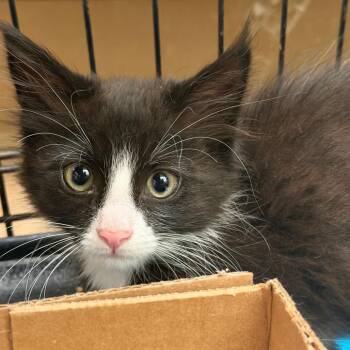 Air Fryer -  Domestic Short Hair Cat for Adoption in Westminster, California - Air Fryer | PetCurious