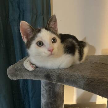 Domestic Short Hair Cats Available for Adoption in Buffalo, New York - Marcel | PetCurious