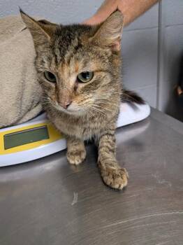Gilda -  Domestic Short Hair Cat for Adoption in Cincinnati, Ohio - Gilda | PetCurious
