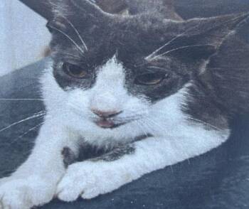 Domestic Short Hair Cats Available for Adoption in Zimmerman, Minnesota - Jude | PetCurious