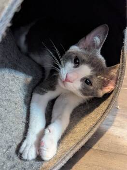 Rescue Domestic Short Hair Cats for Adoption in Ball Ground, Georgia - Gunther | PetCurious