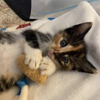 Domestic Short Hair Cats Available for Adoption - Sweet Pea | PetCurious