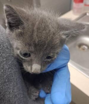 LEAFEON -  Domestic Short Hair Cat for Adoption in Killeen, Texas - LEAFEON | PetCurious