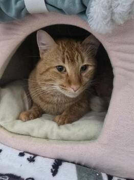 Lulu -  Domestic Short Hair Cat for Adoption in Yellowknife, Northwest Territories - Lulu | PetCurious