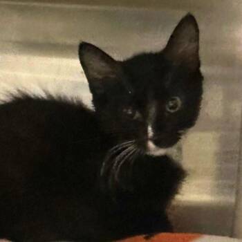 Blacktip -  Domestic Medium Hair Cat for Adoption in Walnut Creek, California - Blacktip | PetCurious