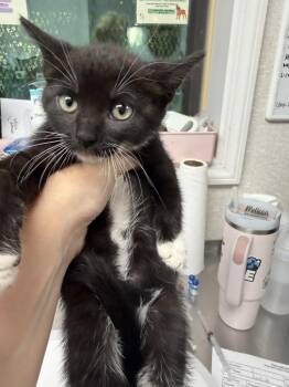 Lorraine -  Domestic Short Hair Cat for Adoption in Pomona, New York - Lorraine | PetCurious