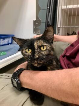 Domestic Short Hair Cats Available for Adoption in Johnson City, Tennessee - Goose/Lyra (Happy Valley) | PetCurious