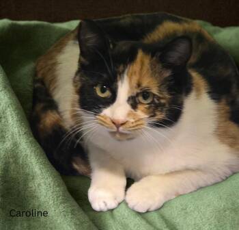 Rescue Calico Cats for Adoption in Fort Erie, Ontario - Caroline | PetCurious