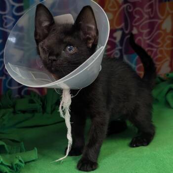 Nutella -  Domestic Short Hair Cat for Adoption - Nutella | PetCurious