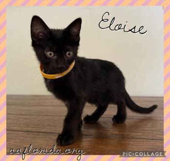 Eloise -  Domestic Short Hair Cat for Adoption in Pensacola, Florida - Eloise | PetCurious